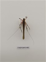 藏品(直翅目(1))的圖片